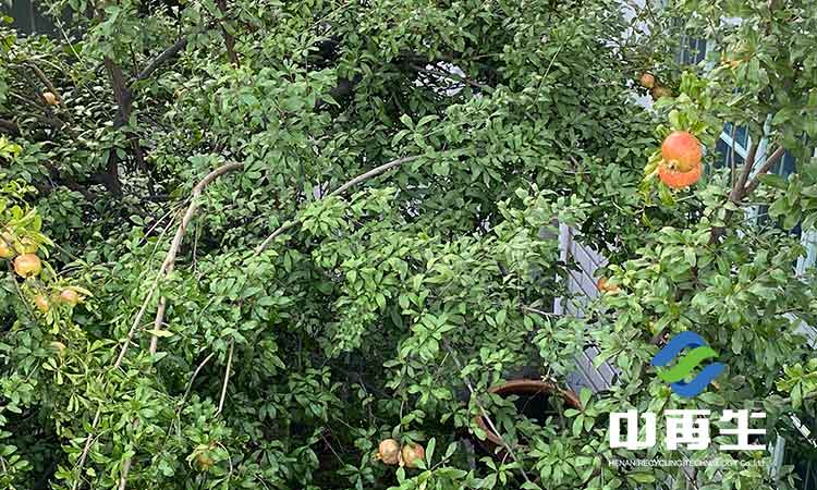 生活垃圾作為人類社會發(fā)展必然的產物，具有哪些特性